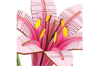 Pink Lily